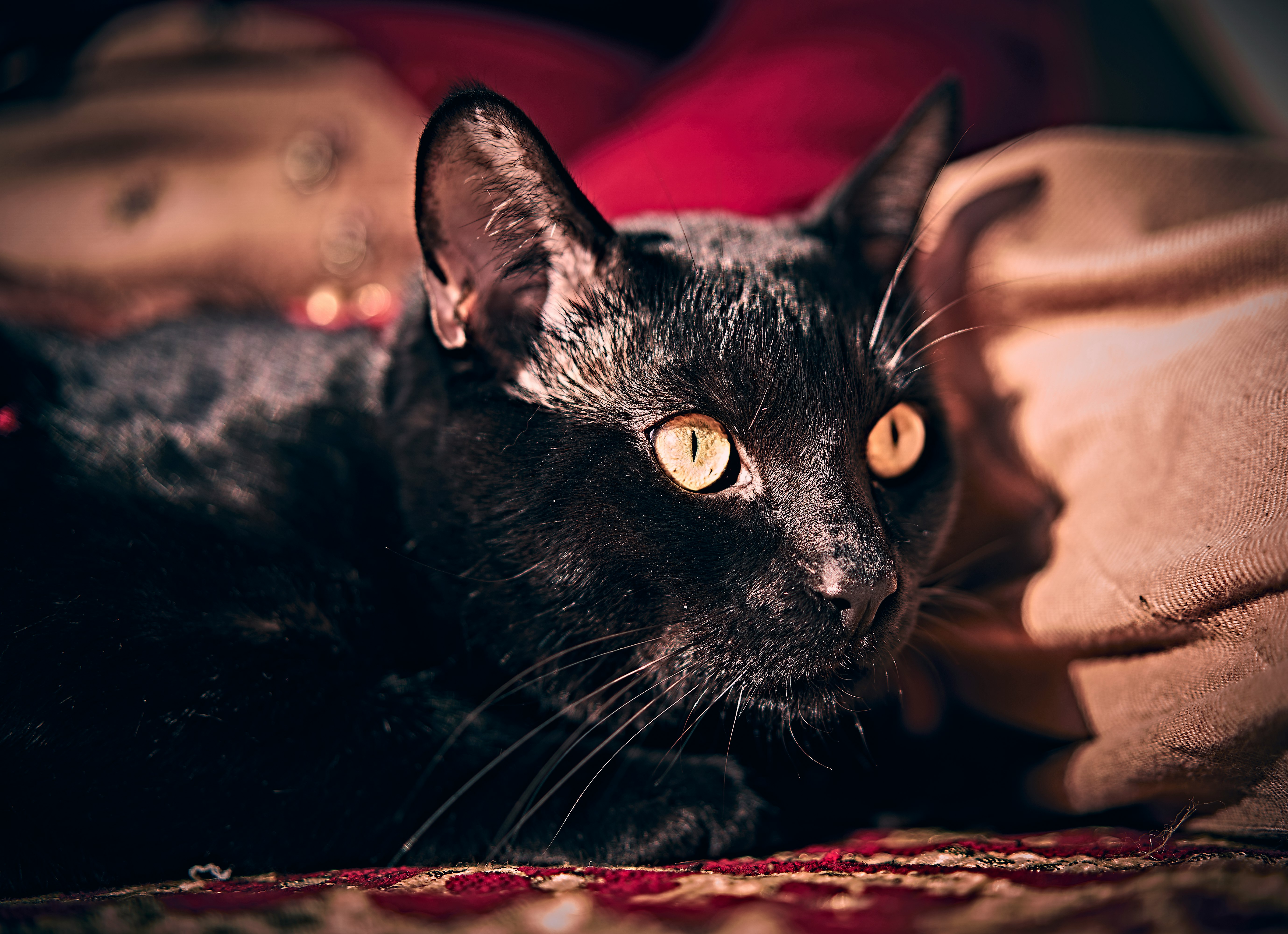 black cat lying on red and brown textile